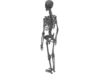 Skeleton Female 3D Model preview