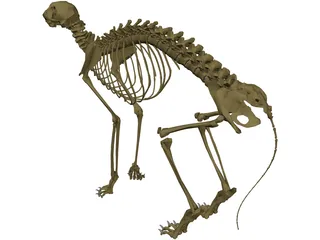 Cat Skeleton 3D Model preview