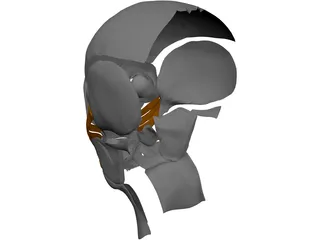 Face Muscles 3D Model preview