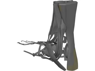 Foot Muscles 3D Model preview