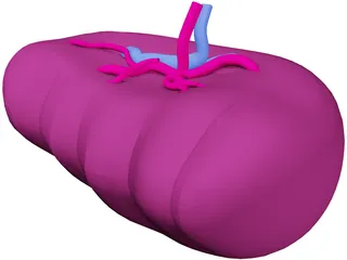 Spleen 3D Model preview