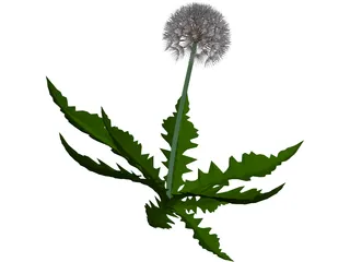 Dandelion 3D Model preview