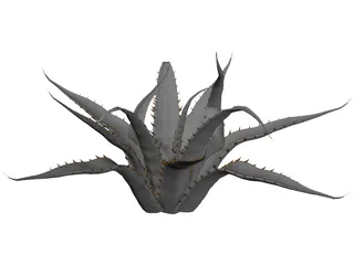Agave Americana Marginata 3D Model preview