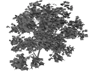 Acer Palmatum 3D Model preview