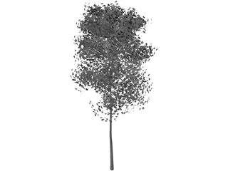 Aspen Populus 3D Model preview