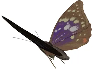 Butterfly Oomura 3D Model preview