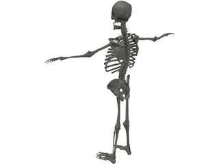 Skeleton 3D Model preview
