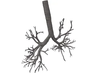 Bronquial Tree with Trachea 3D Model preview