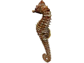 Seahorse 3D Model preview