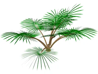 Palm Tree 3D Model preview