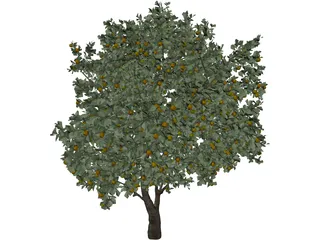 Orange Tree 3D Model preview