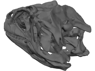 Allosaurus Fragilis Skull 3D Model preview