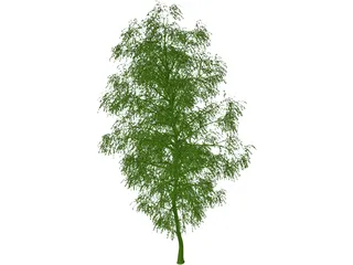 Birch Tree 3D Model preview
