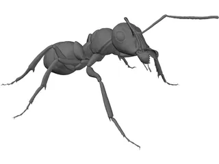 Ant 3D Model preview