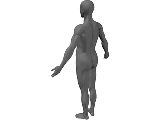 Full Human Anatomy for Simulation 3D Model preview