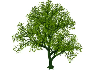 Lush Tree 3D Model preview