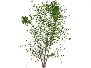 Tree 3D Model preview