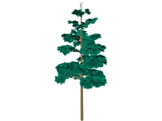 Redwood Tree 3D Model preview