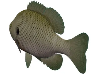 Bluegill 3D Model preview