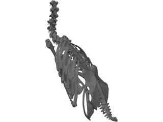 Macaw Skeleton 3D Model preview