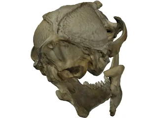Fox Head Skull 3D Model preview