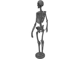 Human Skeleton 3D Model preview