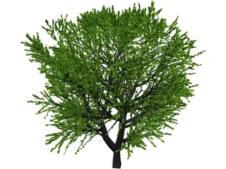 Cherry Tree 3D Model preview