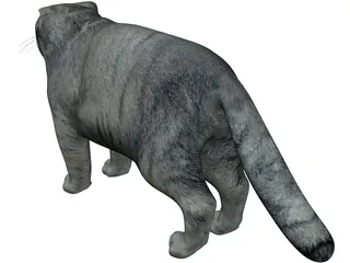 Pallas Cat 3D Model preview
