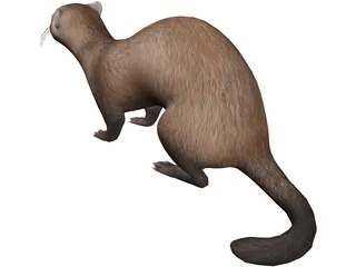 Ferret 3D Model preview