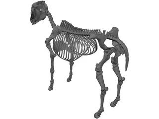 Horse Skeleton 3D Model preview