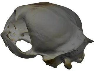 Lynx Skull 3D Model preview