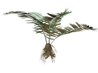 Sword Fern 3D Model preview