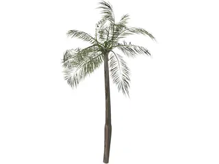 Palm Tree 3D Model preview