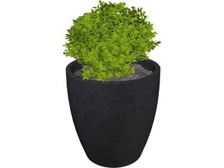 Boxwood Plant 3D Model preview