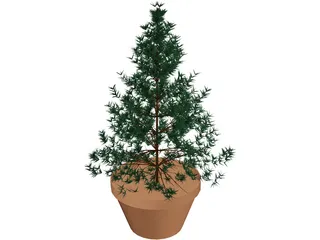 Potted Pine Tree 3D Model preview