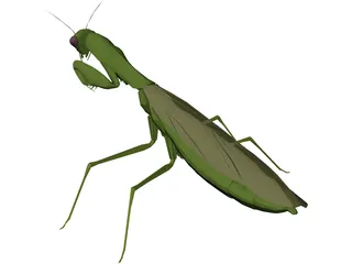 Flying Mantis 3D Model preview