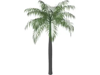 Palm Tree (Royal Palm) 3D Model preview