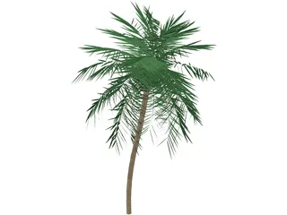 Palm Tree Tall 3D Model preview