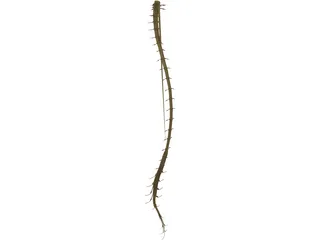 Spinal Cord 3D Model preview