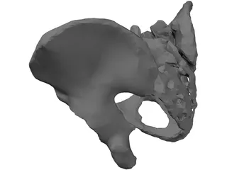 Pelvis 3D Model preview