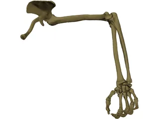 Arm Right 3D Model preview