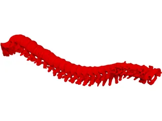 Vertebral Column 3D Model preview