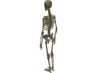 Skeleton Female 3D Model preview