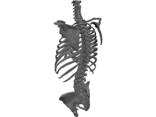 Torso 3D Model preview