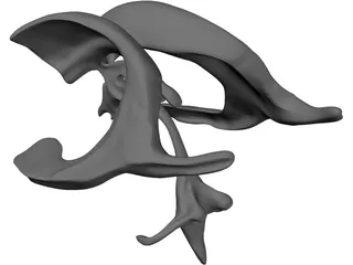 Brain Ventricle 3D Model preview
