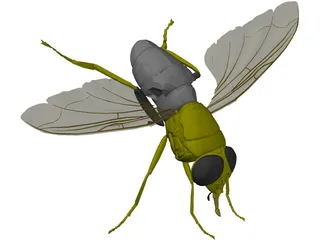 Fly 3D Model preview