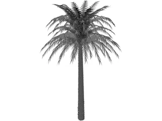 Tree Palm 3D Model preview