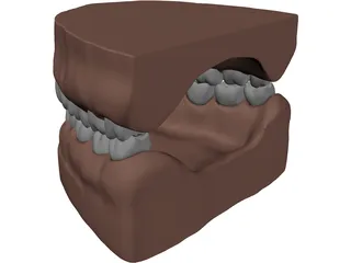 Teeth, Roots, Gums 3D Model preview