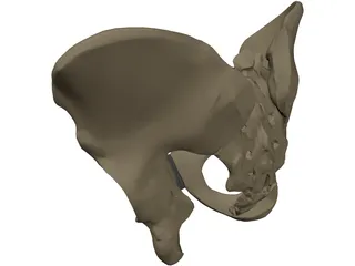 Pelvis Male 3D Model preview