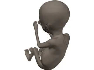Fetus 20-Week 3D Model preview